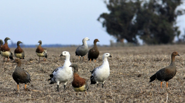 Los cauquenes regresan al sur de Buenos Aires: un símbolo de conservación y cambio de conciencia