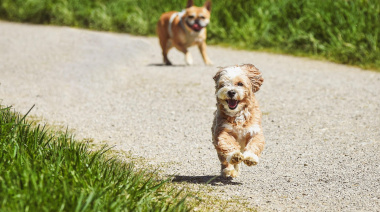 En La Plata quieren crear el primer cementerio público para perros y gatos