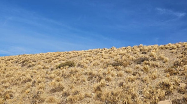 Los pastizales urbanos del AMBA: un ecosistema fundamental oculto en riesgo por la falta de gestión