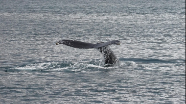 Prefectura en alerta por ballenas cerca de los balnearios