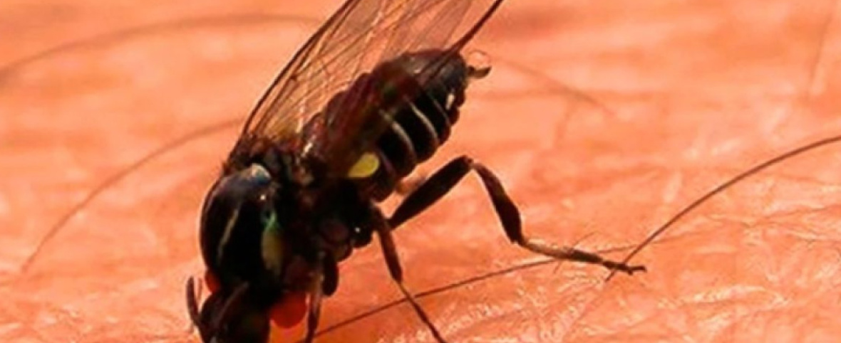 Crece la presencia de jejenes en Buenos Aires