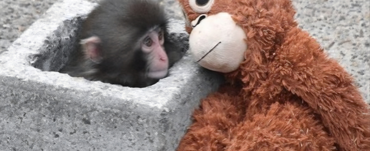 Un monito «punch» argentino