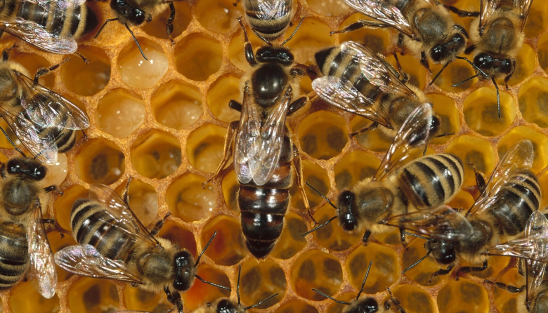 Los teléfonos celulares amenazan a las abejas: la revelación de un experimento