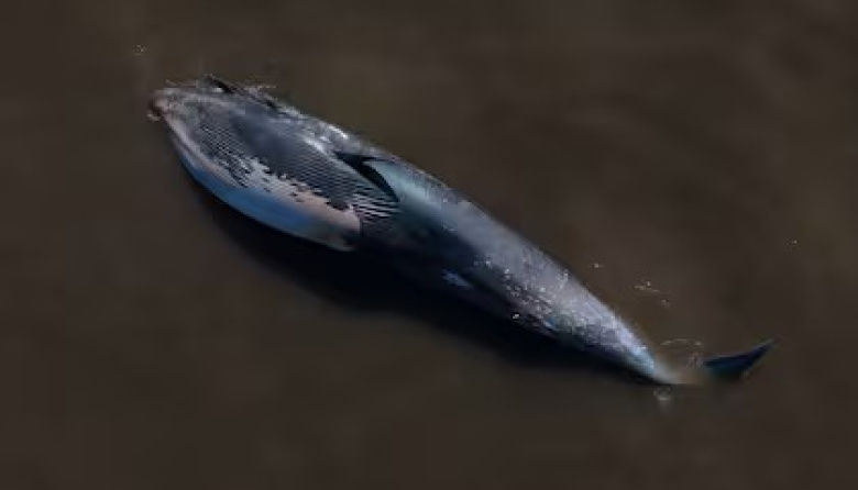Una ballena jorobada encalló en Vicente López
