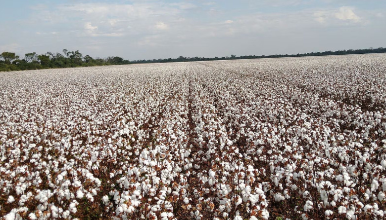 Argentina lanza su primer algodón biotecnológico