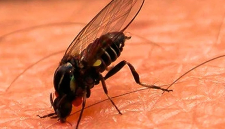 Crece la presencia de jejenes en Buenos Aires