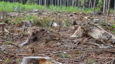 La falta de forestación preocupa en Buenos Aires