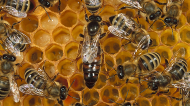 Los teléfonos celulares amenazan a las abejas: la revelación de un experimento