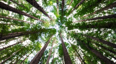 Cómo los árboles ayudan a contener el calor nocturno en las ciudades