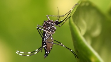 América Latina enfrenta la epidemia de dengue más grave desde 1980