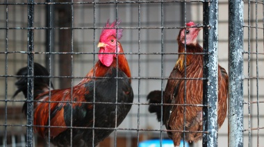 Gallinas enjauladas: qué se puede hacer frente al maltrato, como consumidores