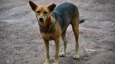 Por qué en verano aumentan los abandonos de mascotas