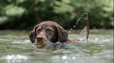 Cómo proteger a tus mascotas de la ola de calor