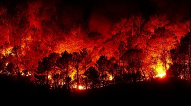 Incendios: aseguran que recuperar los bosques podría demorar más de 200 años