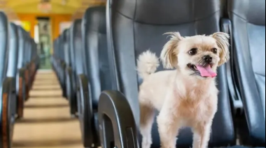 Viajes pet friendly en micro: una opción cada vez más accesible