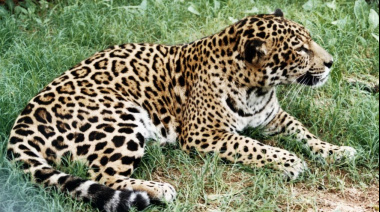 La Administración de Parques Nacionales y su rol en la protección de fauna en peligro de extinción