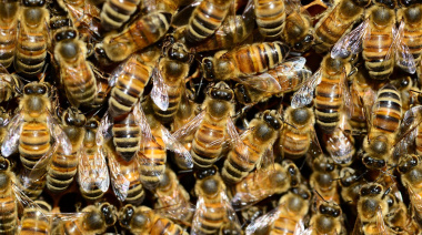Identifican en Argentina un virus que amenaza la salud de las abejas y la producción apícola