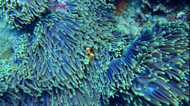 Alarmante: por el calentamiento global, ya se blanqueó el 84% de los corales del planeta