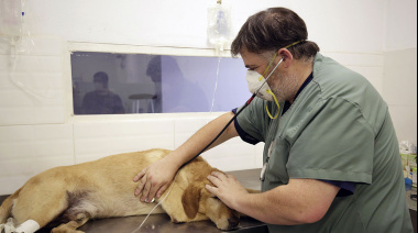 Castraciones gratuitas para perros y gatos durante todo julio