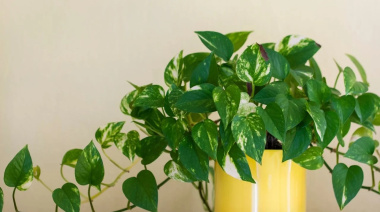 Una aliada saludable y decorativa: la planta de interior que purifica el aire del hogar y mejora el bienestar