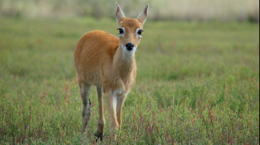Buenos Aires incentiva la conservación del Venado de las Pampas
