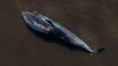 Una ballena jorobada encalló en Vicente López