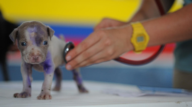 Día del Veterinario: desafíos de una profesión que cuida la salud animal