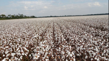 Argentina lanza su primer algodón biotecnológico