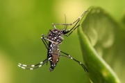 América Latina enfrenta la epidemia de dengue más grave desde 1980