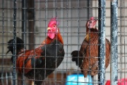 Gallinas enjauladas: qué se puede hacer frente al maltrato, como consumidores