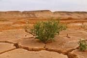 Qué es el cambio climático y cuáles son las consecuencias para el planeta