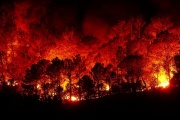 Incendios: aseguran que recuperar los bosques podría demorar más de 200 años