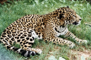 La Administración de Parques Nacionales y su rol en la protección de fauna en peligro de extinción