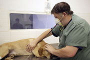 Castraciones gratuitas para perros y gatos durante todo julio
