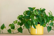 Una aliada saludable y decorativa: la planta de interior que purifica el aire del hogar y mejora el bienestar