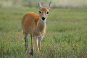 Buenos Aires incentiva la conservación del Venado de las Pampas