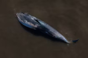 Una ballena jorobada encalló en Vicente López