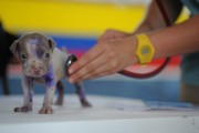 Día del Veterinario: desafíos de una profesión que cuida la salud animal