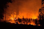 En el Día Internacional de la Prevención de Incendios Forestales, un llamado urgente a la acción
