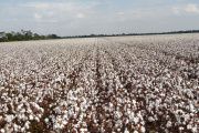 Argentina lanza su primer algodón biotecnológico