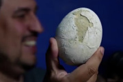Un huevo de dinosaurio carnívoro conmocionó a la Patagonia