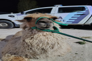 Rescatan llamas y caballos víctimas de maltrato